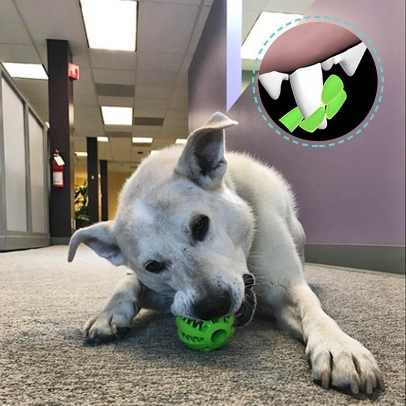 Interactive Elasticity Ball Dog Chew Toys