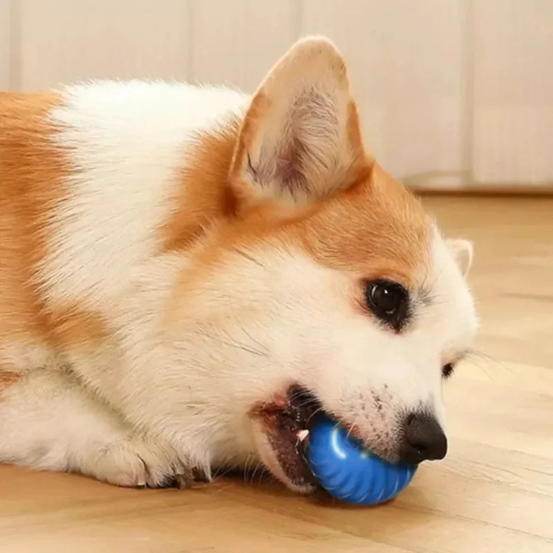 Dog Automatic Moving Bouncing Rolling Ball